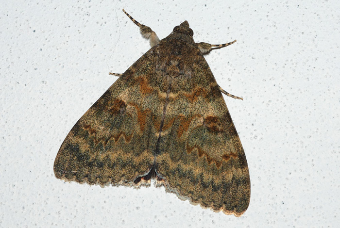 Noctuidae da determinare - Catocala elocata